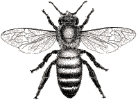 bee-contact bee-contact
